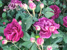 Marcel Bourgouin rose photo