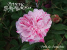 Perle des Panachées rose photo