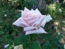 Kindness rose photo