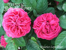 Maurice Lepelletier rose photo
