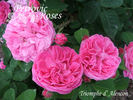 Triomphe d'Alençon rose photo