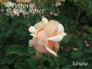 Adriana rose photo