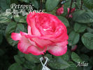 Atlas ® rose photo
