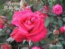 Bohemia rose photo