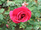 Incense Indigo ™ rose photo