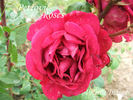 Incense Indigo ™ rose photo