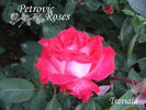 Traviata rose photo