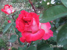 Traviata rose photo