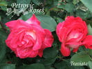 Traviata rose photo