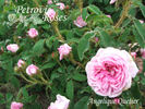 Angelique Quetier rose photo