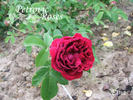 Etna rose photo