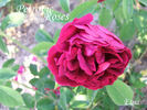 Etna rose photo