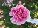 Jenny Lind rose photo