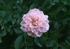 Baby Grand rose photo