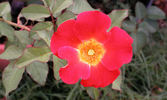 Be-Bop ™ rose photo