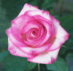 Better Homes rose photo