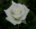Cachet ™ rose photo