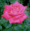 Cliché rose photo