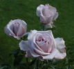 Cologne rose photo