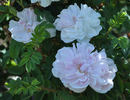 Paula Vapelle rose photo