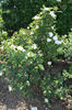 Paula Vapelle rose photo