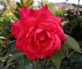 Cynthia rose photo