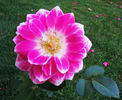 Dahlia Rose rose photo