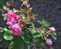 Haidee rose photo
