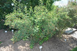 R. spinosissima hispida rose photo