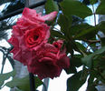 Dream Weaver ™ rose photo