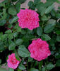 Doris Bennett rose photo