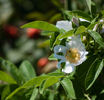 White Hedge rose photo