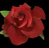Bles Bridges rose photo