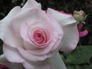 Pop Warner rose photo