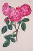 Duke of Wellington rose photo