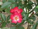 CLEsong rose photo