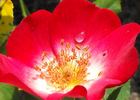 CLEsong rose photo