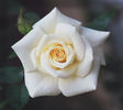 Fairhope rose photo