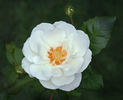 Fragrant Wave ™ rose photo