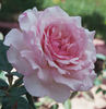 Ginger Hill rose photo