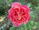 La Passionata rose photo