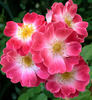 Greetings ™ rose photo