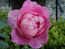 I Zingary rose photo