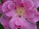 Fortuna rose photo