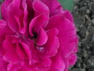 Princess Nagaka rose photo