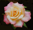 Grand Impression rose photo
