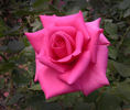 Great Scott rose photo