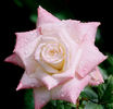 Helen Naudé rose photo
