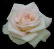 Cajun Moon rose photo
