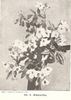 Paul's Himalayica rose photo